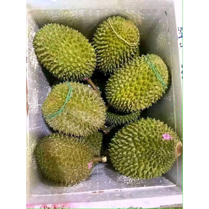 

durian duri hitam tinggi 1,5m