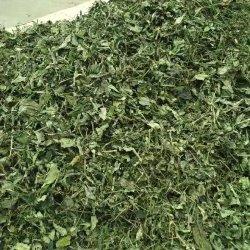 

daun sambiloto kering 1 kg