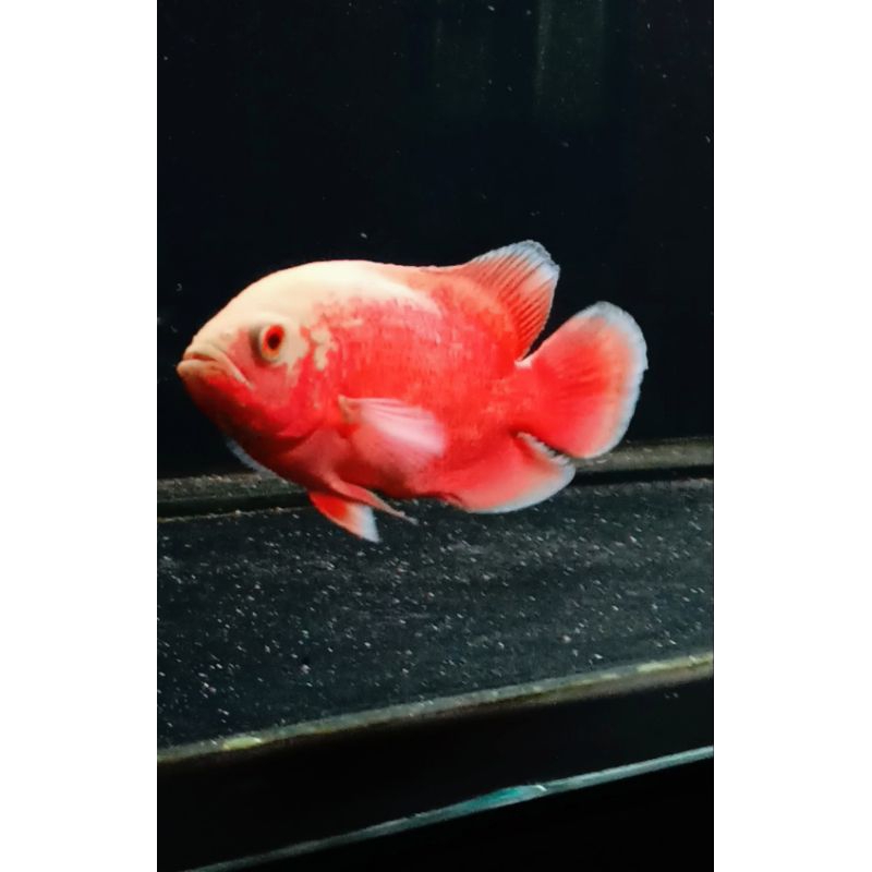 Oscar red Chili