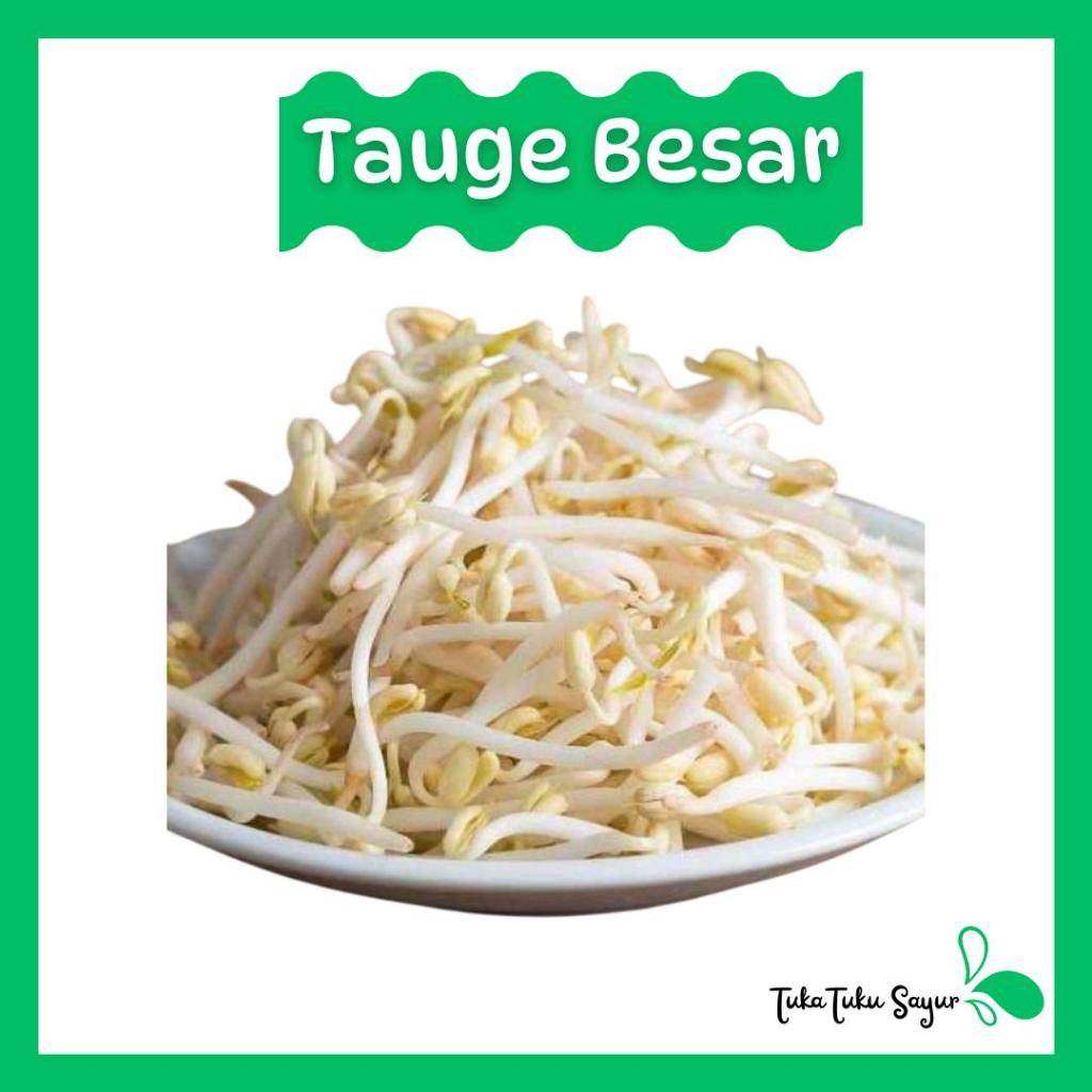 

TAUGE / TOGE PANJANG / TOGE BESAR - TukaTuku Sayur