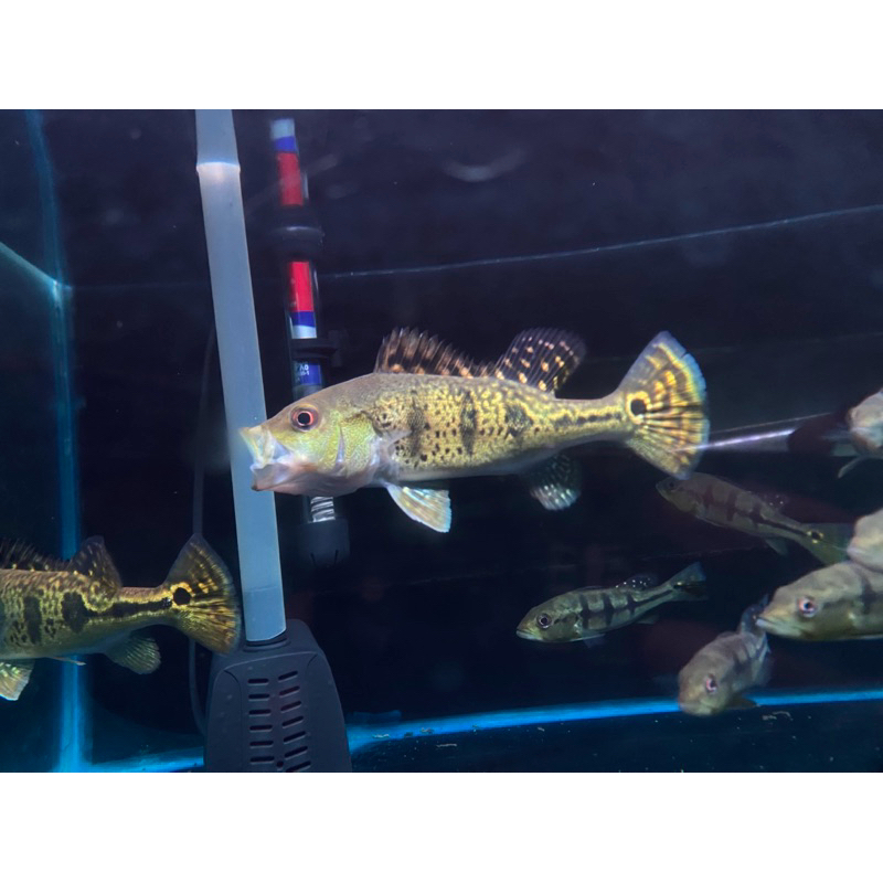 Pbass Kelberi Spider Full Burik ukuran 14-15 cm