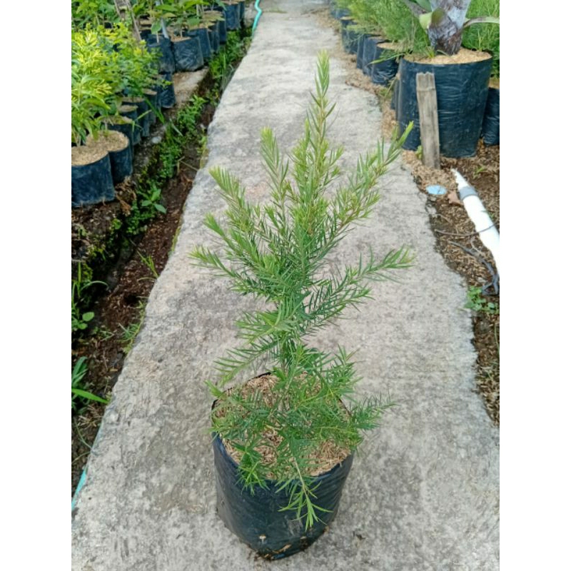 Tanaman Hias Eucalyptus Micro, Tanaman Kayu Putih Micro