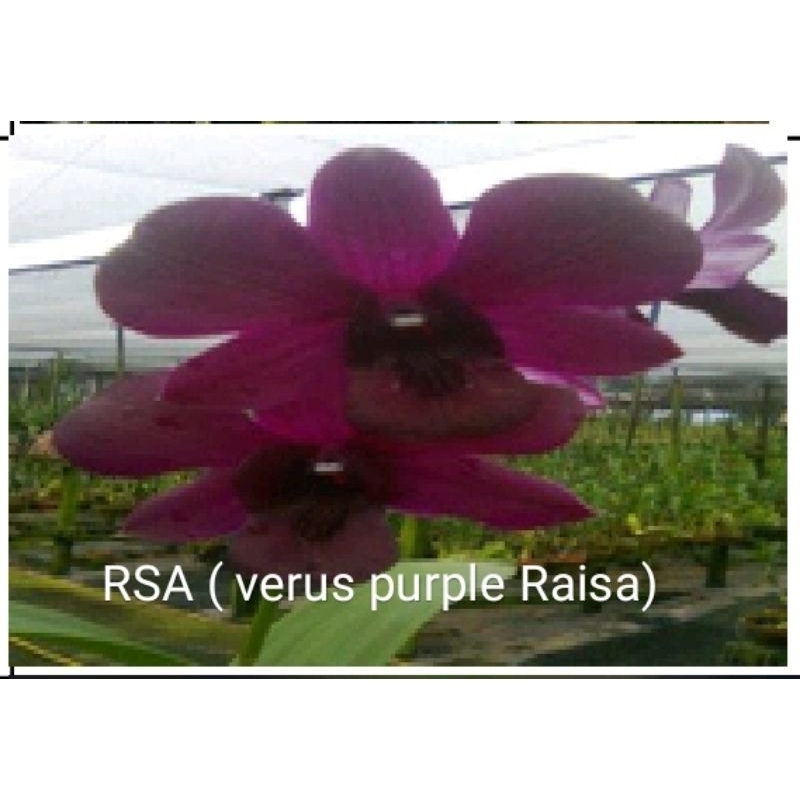 Anggrek Dendrobium id  RSA