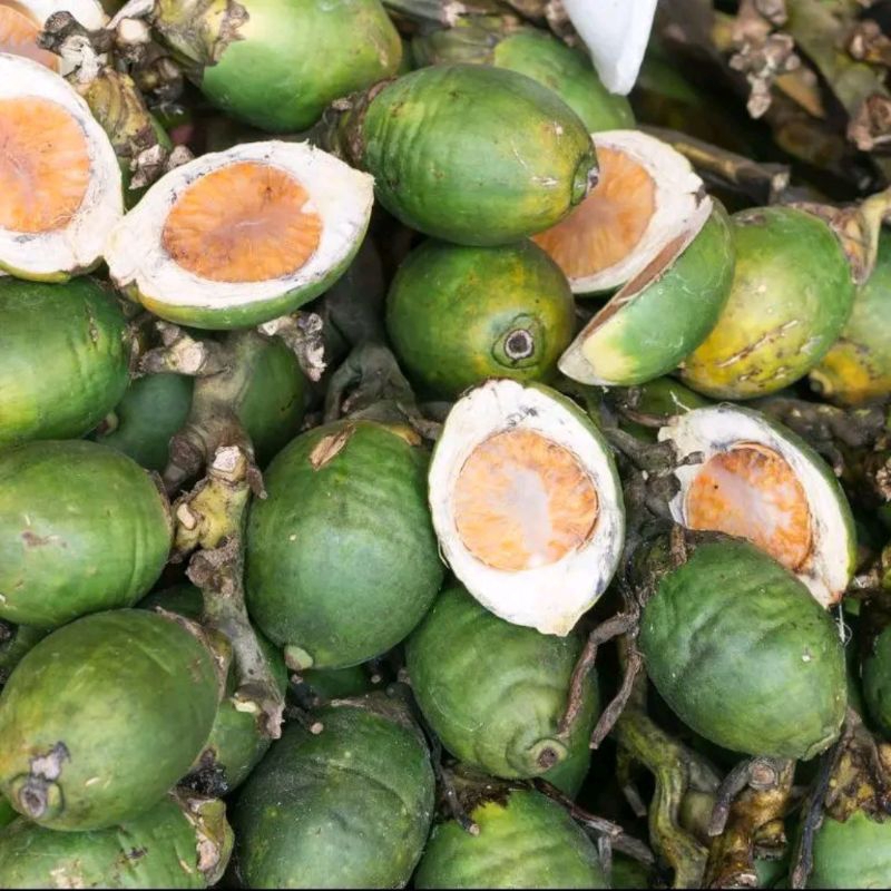 

1 kg buah pinang muda fresh / buah jambe segar