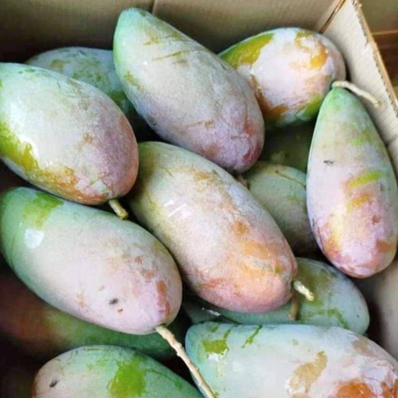 

PROMO Mangga Kiojay Thailand 800 Gram - 1 KG