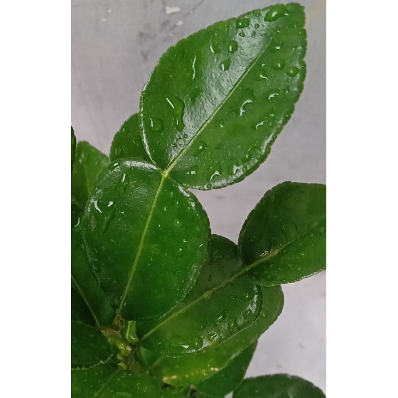 

25 lembar daun jeruk purut hijau segar,di petik ketika order masuk