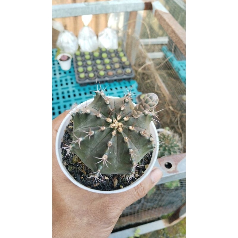 kaktus mini  gymno Miha indukan