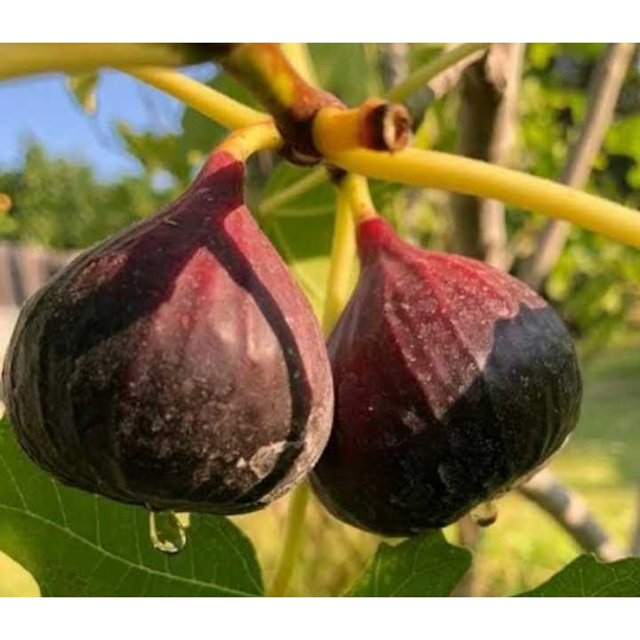 bibit (SUPER) buah tin brown manis mudah berbuah dan hasil okulasi