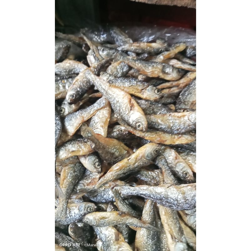 

ikan bilih danau Singkarak ikan bilih Padang kualitas super
