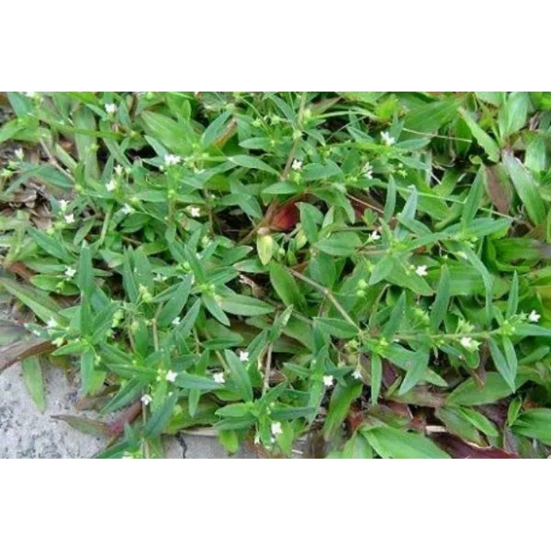 

daun mutiara segar 100 gram