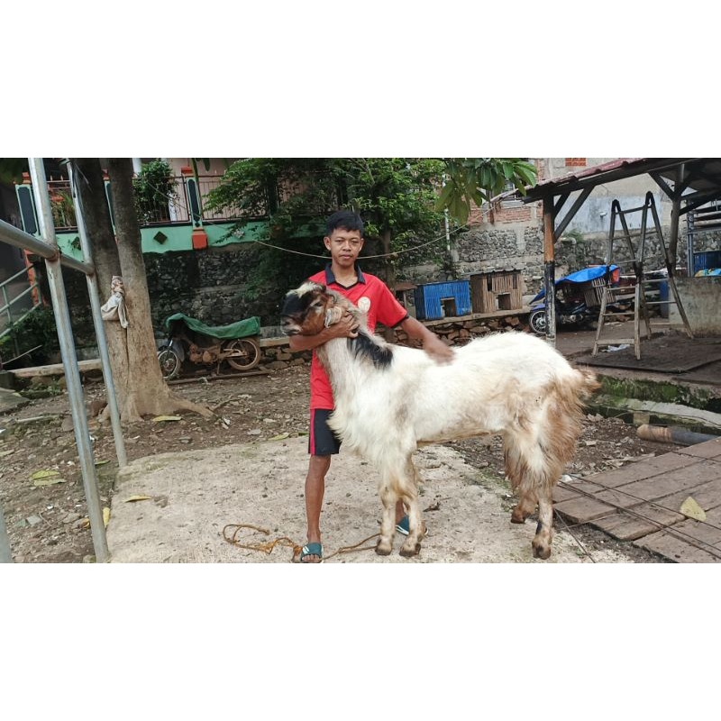 Hewan Kurban Jenis Kambing dan Domba