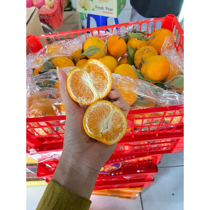 900-1000gr ) buah jeruk shantang BESAR burma mandarin daun import shantang daun santang birma shanta
