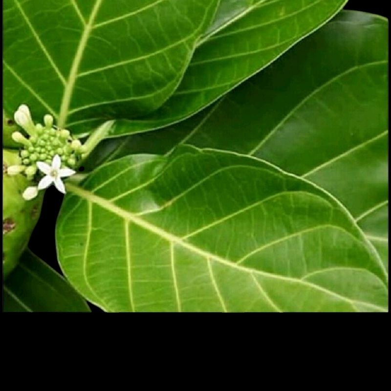 

DAUN MENGKUDU SEGAR DARI POHONNYA