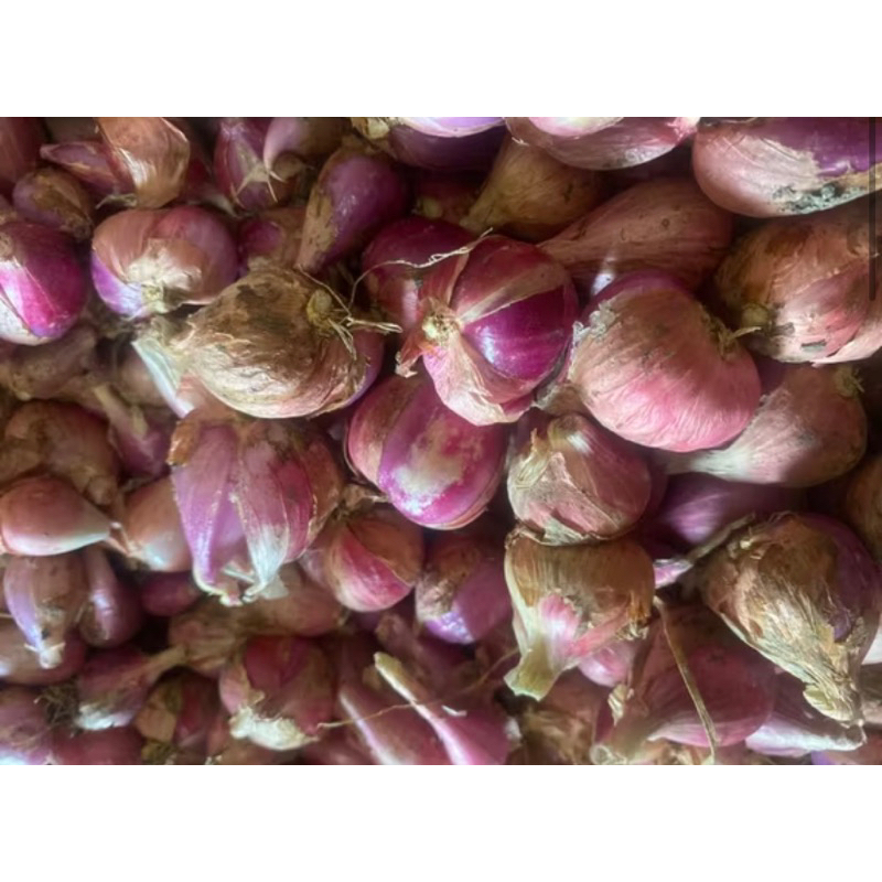 

Bawang Merah Super!!!