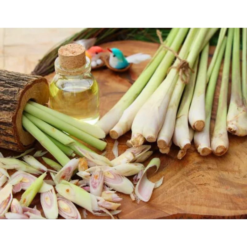 

500 Gram sereh wangi untuk bumbu masak