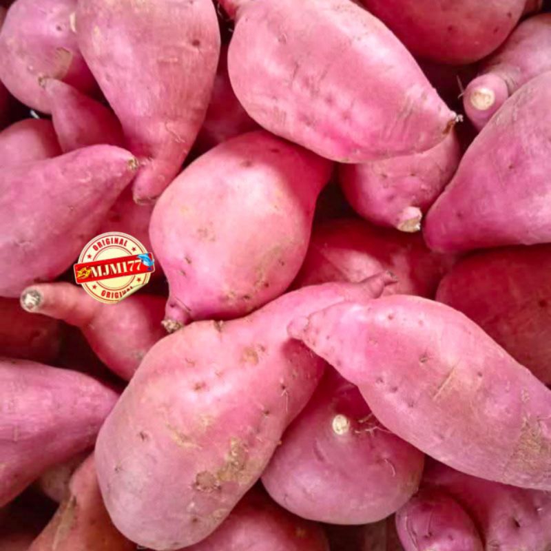 

UBI UNGU 1KG+ UBI MALEM/UBI JALAR/UBI RAMBAT/SAMBRANG KEDU/UBI MANIS