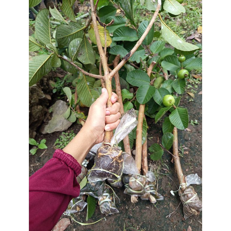 Cangkokan jambu kristal merah