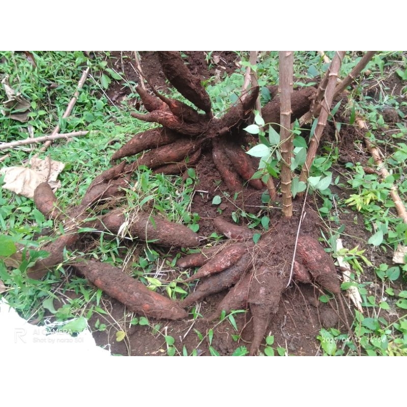 

singkong manehot singkong empuk