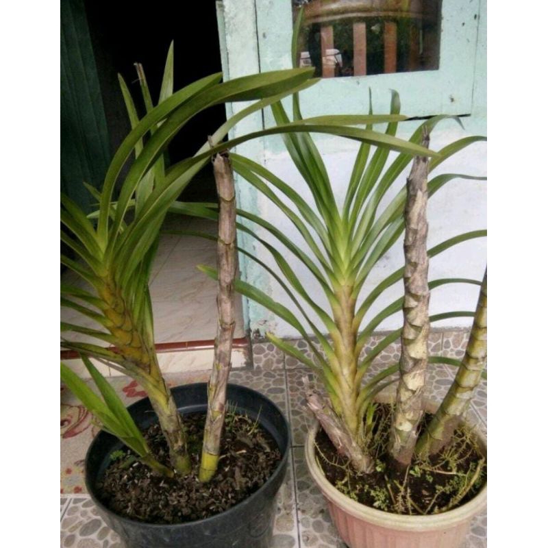 ANGGREK TEBU,CABUTAN ANGGREK TEBU