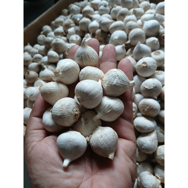 

Bawang Putih tunggal lanang 1 kg