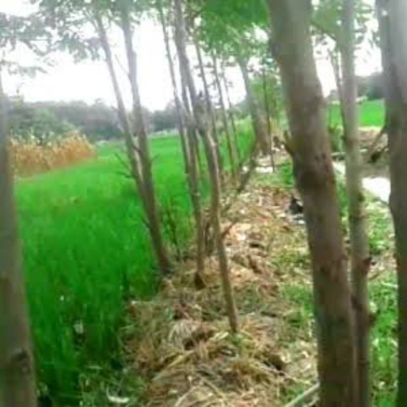 

kulit pohon turi Merah dan putihh ready 500gr