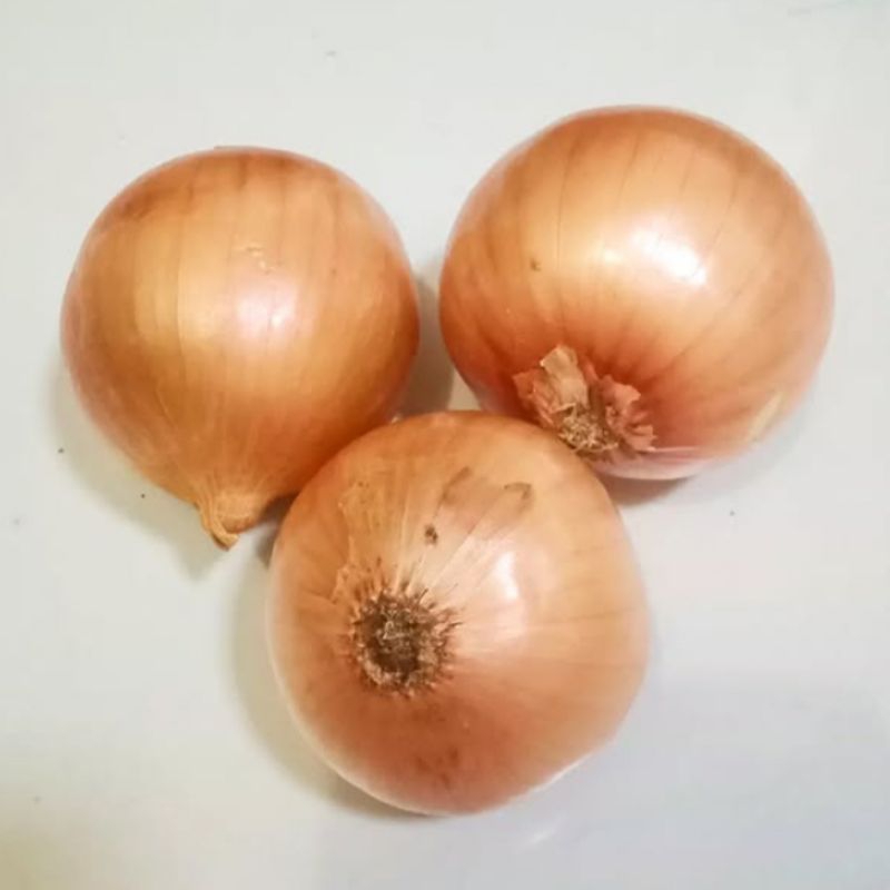 

Bawang Bombay Jeruk nipis Jeruk lemon Jeruk limau