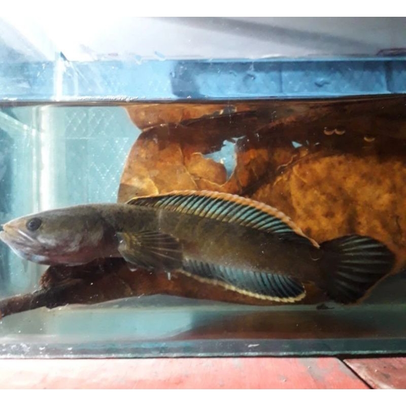 Cana Limbata Sattle Mental Preman