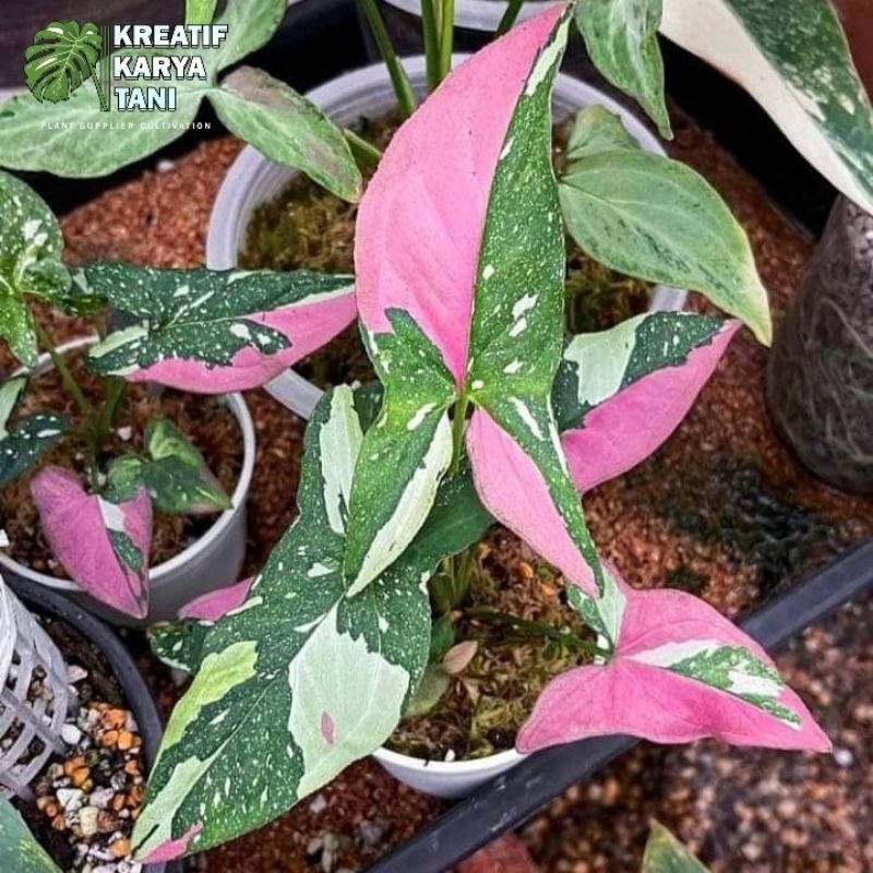 Tanaman hias syngonium red spot tricolor - Syngonium red spot tricolor