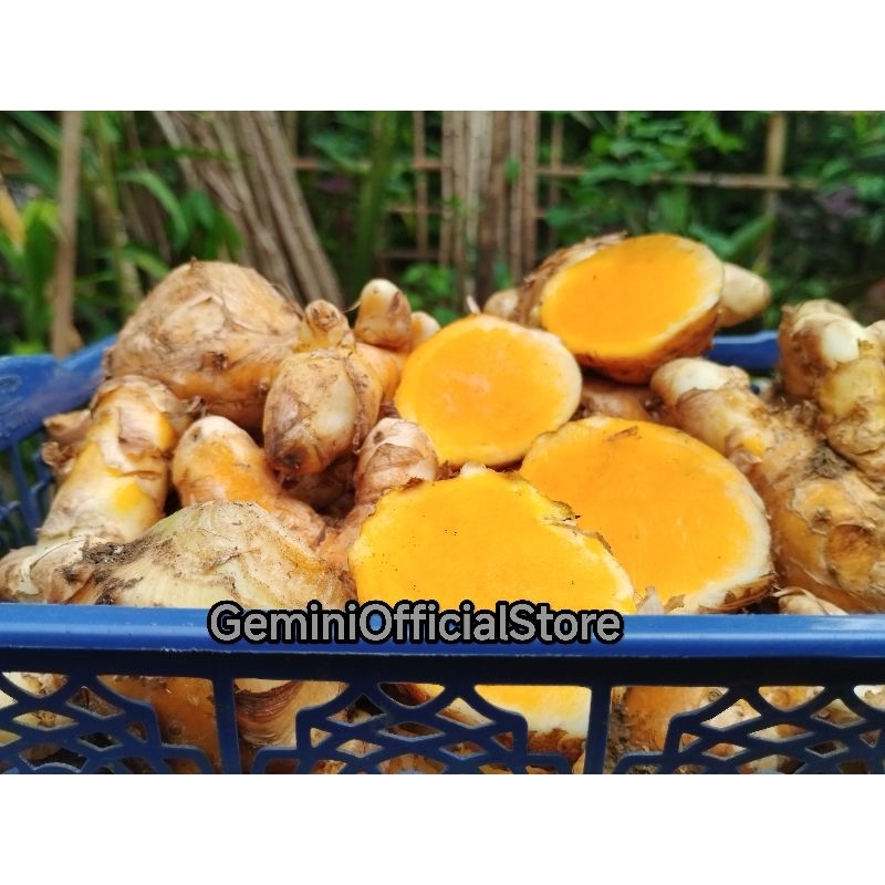 

Temulawak segar Fresh Kemasan 500 Gram