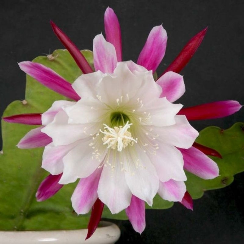 Bibit Tanaman Hias Wijaya Kusuma Pink Putih-Wijaya Kusuma-Bunga Wijaya Kusuma
