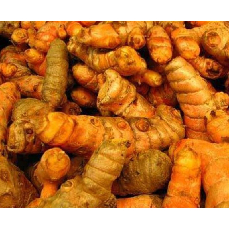 

kunyit segar pesan langsung ambil dari ladang 1kg (COD)