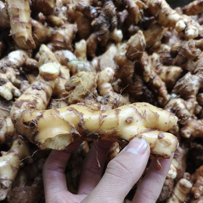 

Lempuyang obat herbal alami untuk meningkatkan nafsu makan kemasan 500 gr