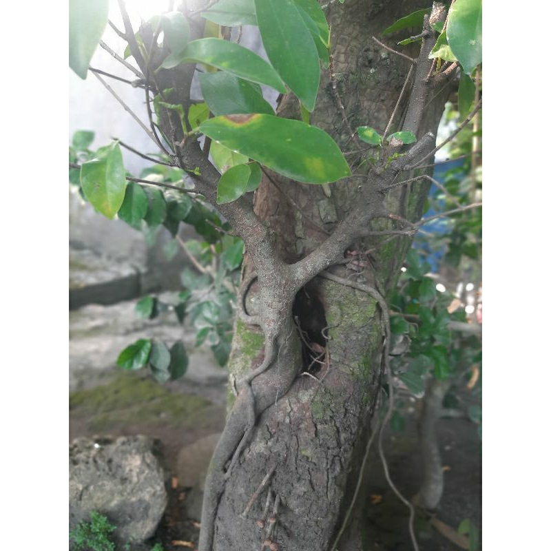 bahan bonsai /tanaman beringin  iprik preh