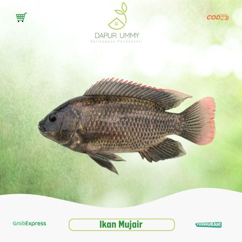

MUJAIR • Ikan Mujair Segar 1kg