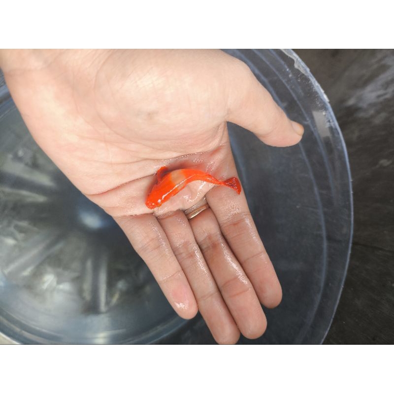 HIASAN AQUARIUM IKAN GUPPY ALBINO KOI GEN RED EAR