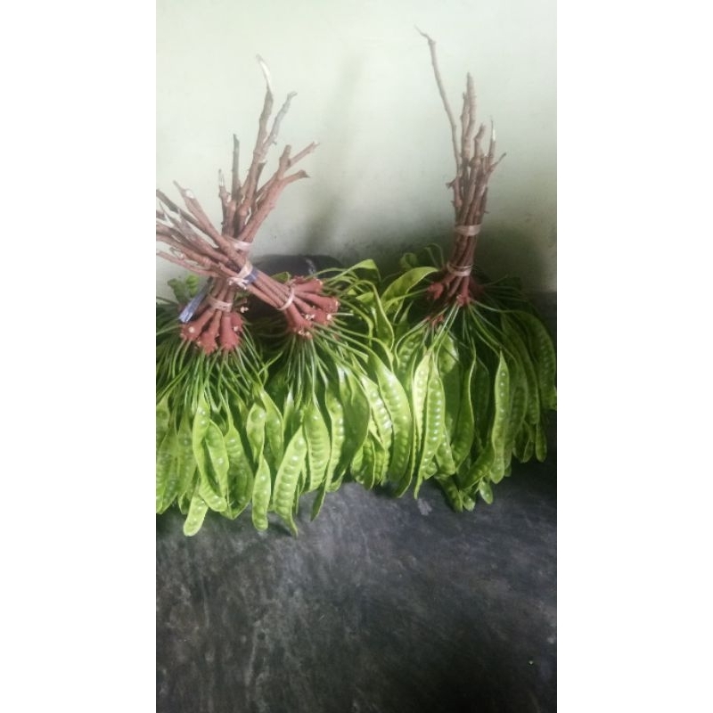 

Pete kulit segar /papan