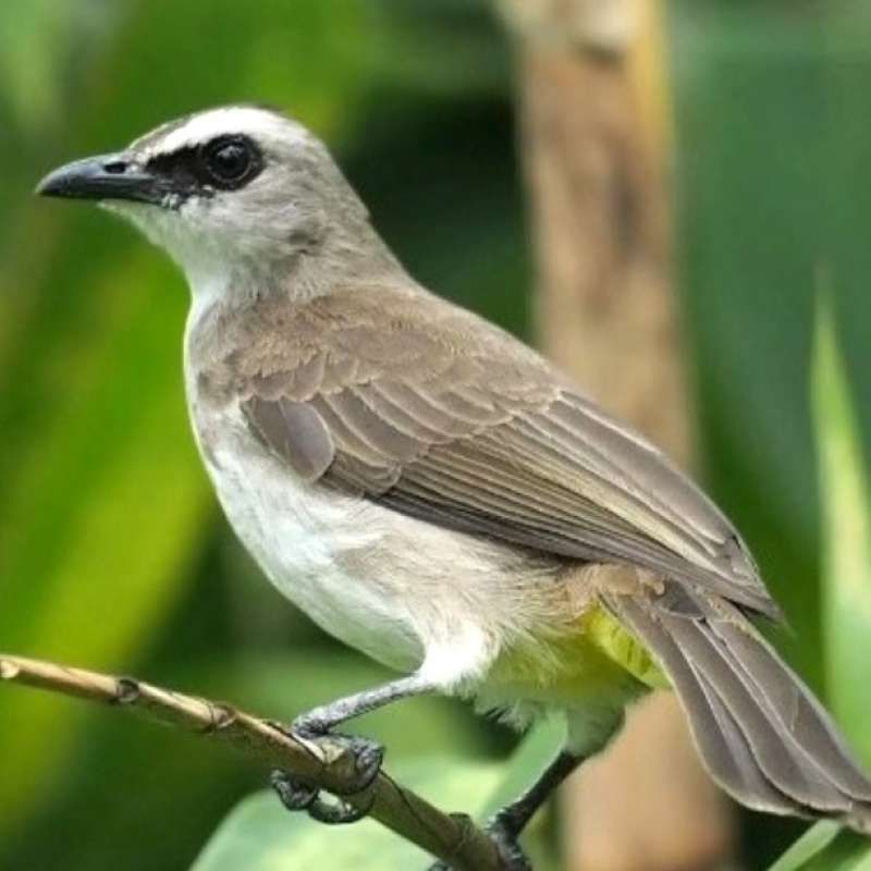 TRUCUKAN GACORR(TRUCUK KEBO)