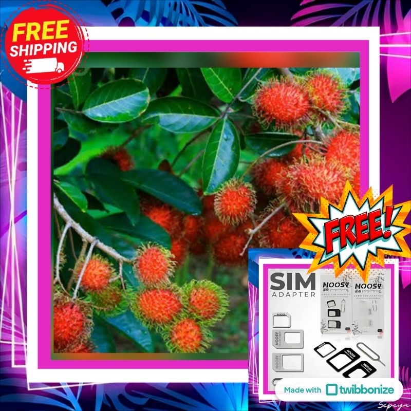 

Daun Rambutan Kering / Segar – Herbal Alami untuk Rambut rontok & Kesehatan