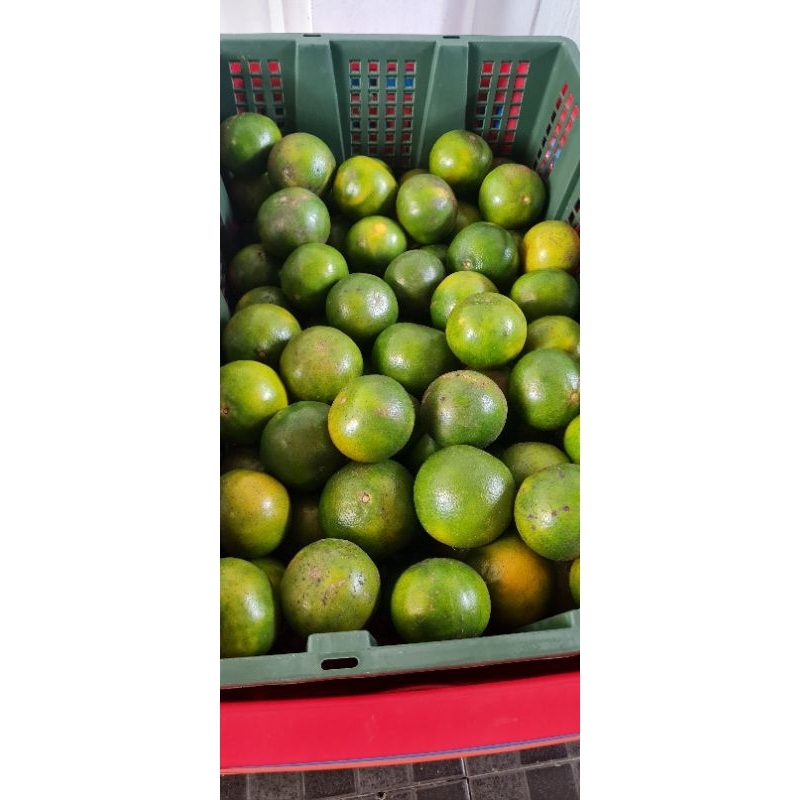 

Jeruk Peras Manis FRESH / Untuk Diet / Kualitas Terbaik
