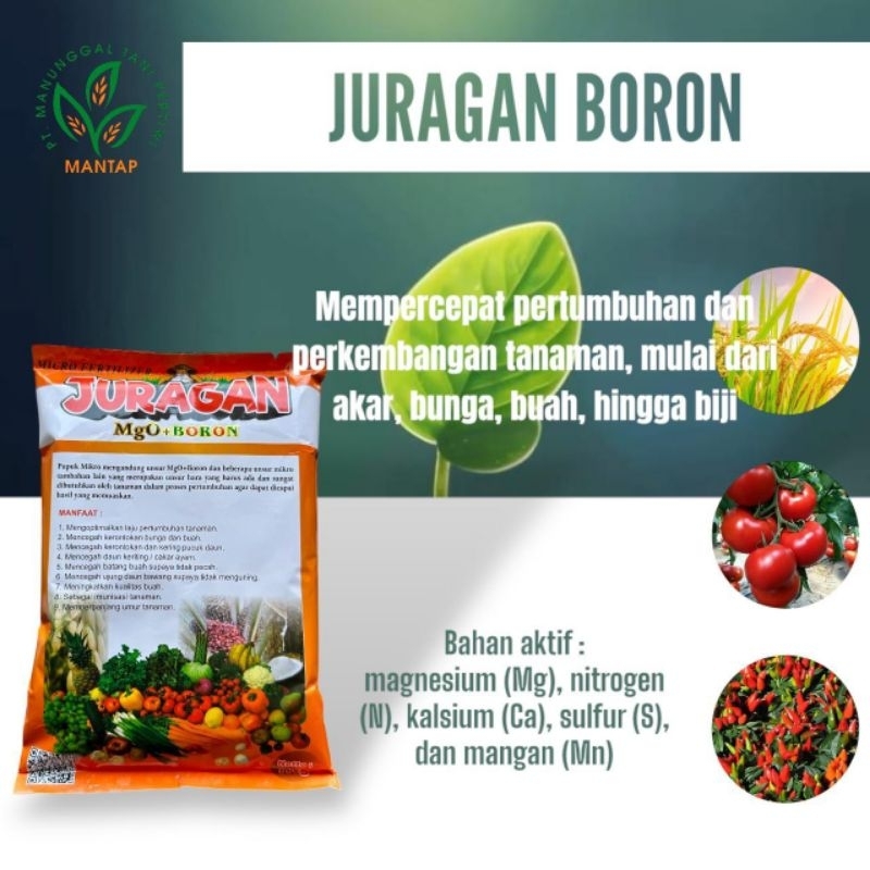 Boron MgO 1Kg