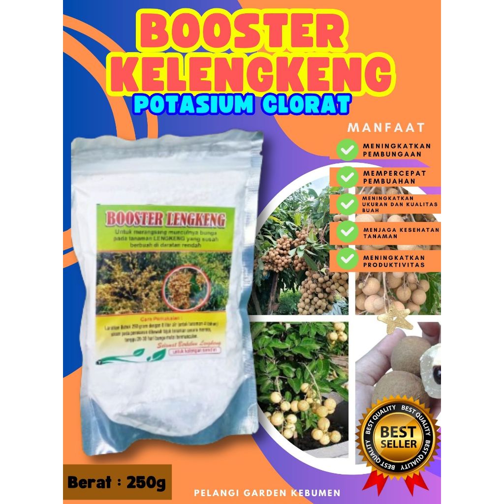 DIJAMIN ASLI  Boster Kelengkeng Puangray, Boster Kelengkeng Puangphet