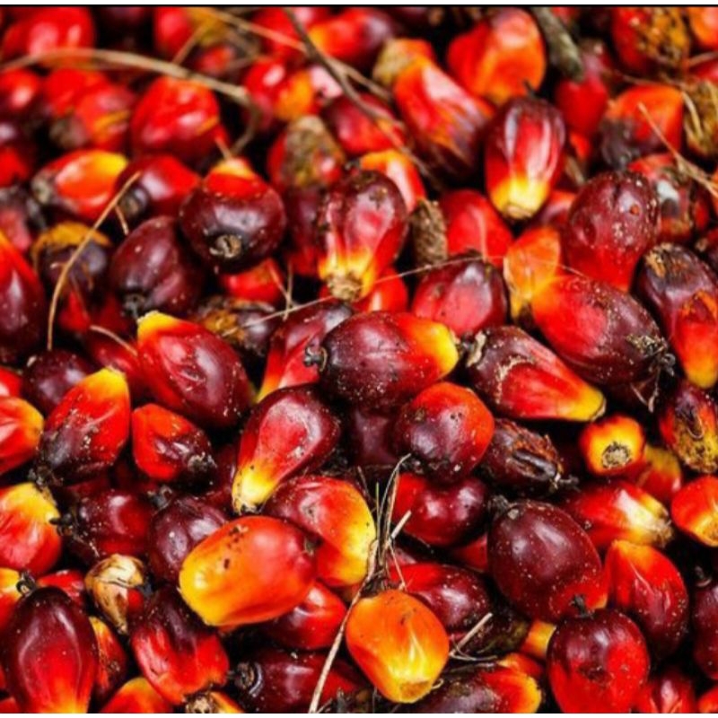 

Buah Kelapa Sawit Fresh Segar