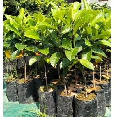 bibit nangka,cempedak