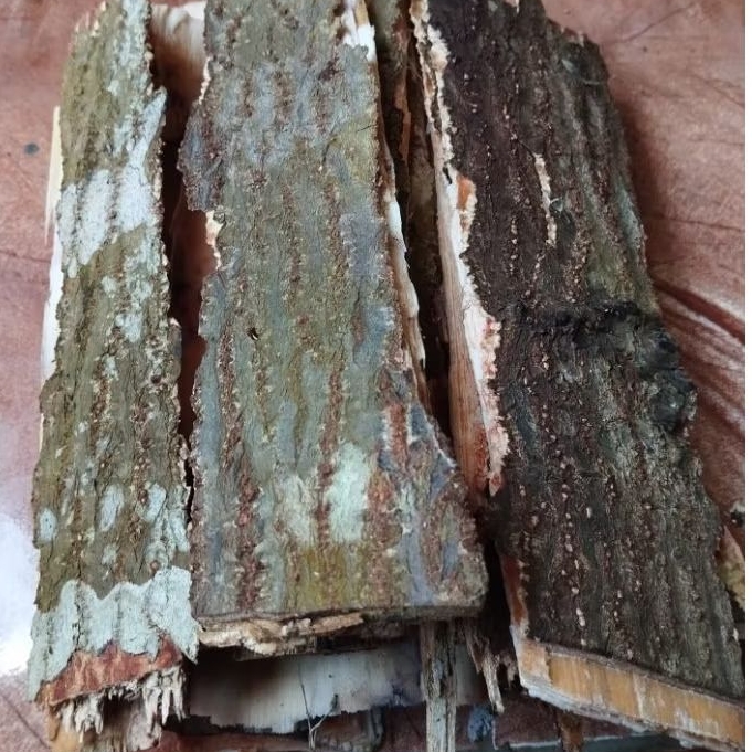 

Kulit pohon kemiri segar kulit kemiri fresh 1 kg-az