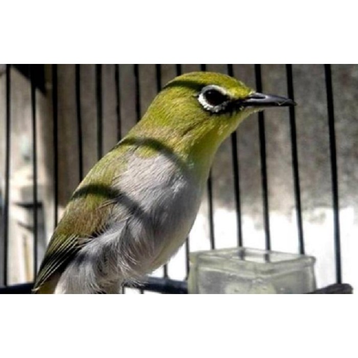 Burung pleci Bustomi kios AB Bandung