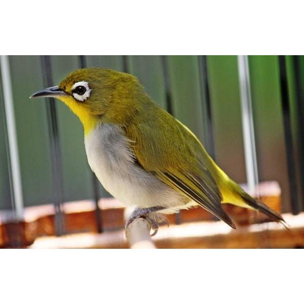 Pleci Monty Montanus Bandung