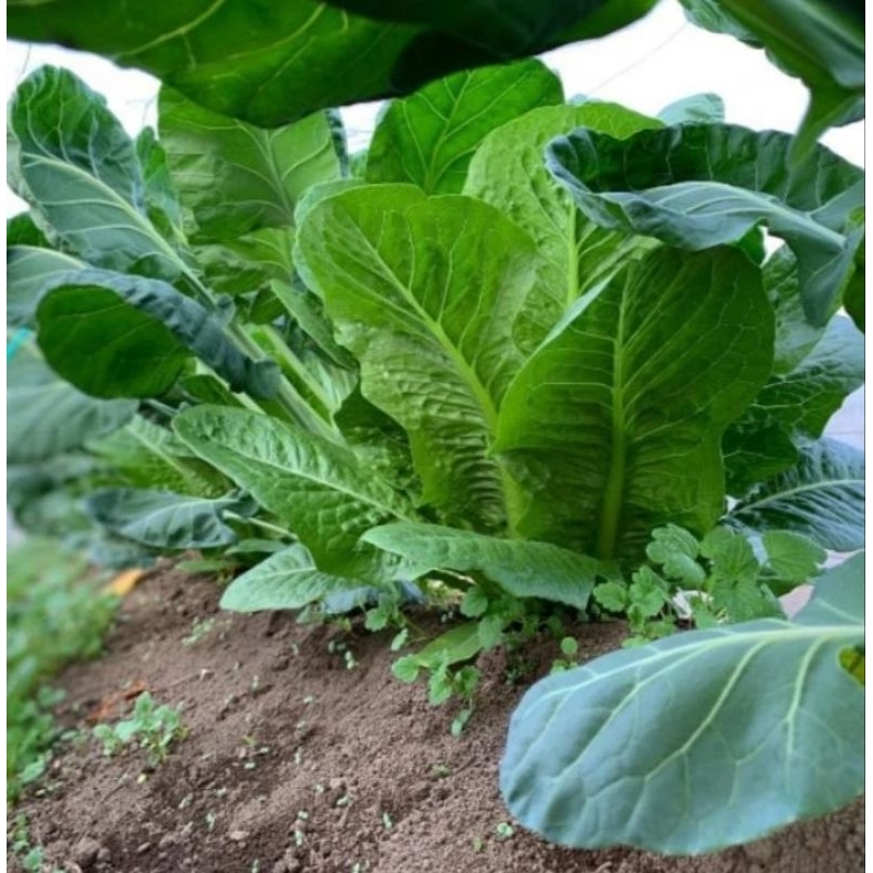 150 biji Benih Selada GREEN ROMAINE