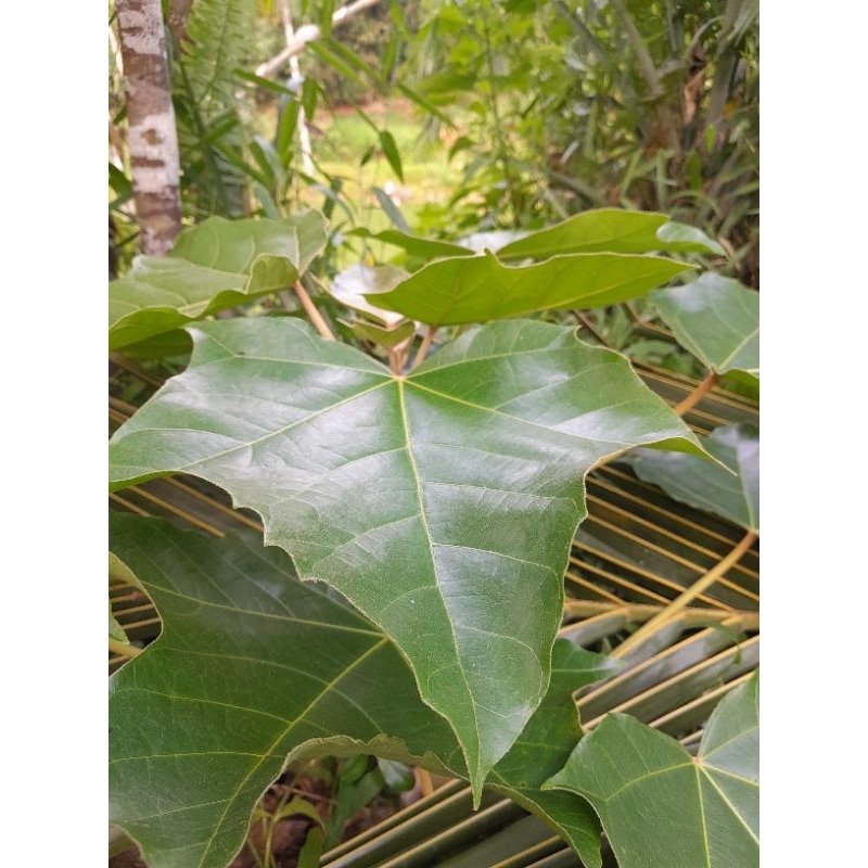 

daun kemiri/daun muncang segar pres-pres/isi 100pcs redii