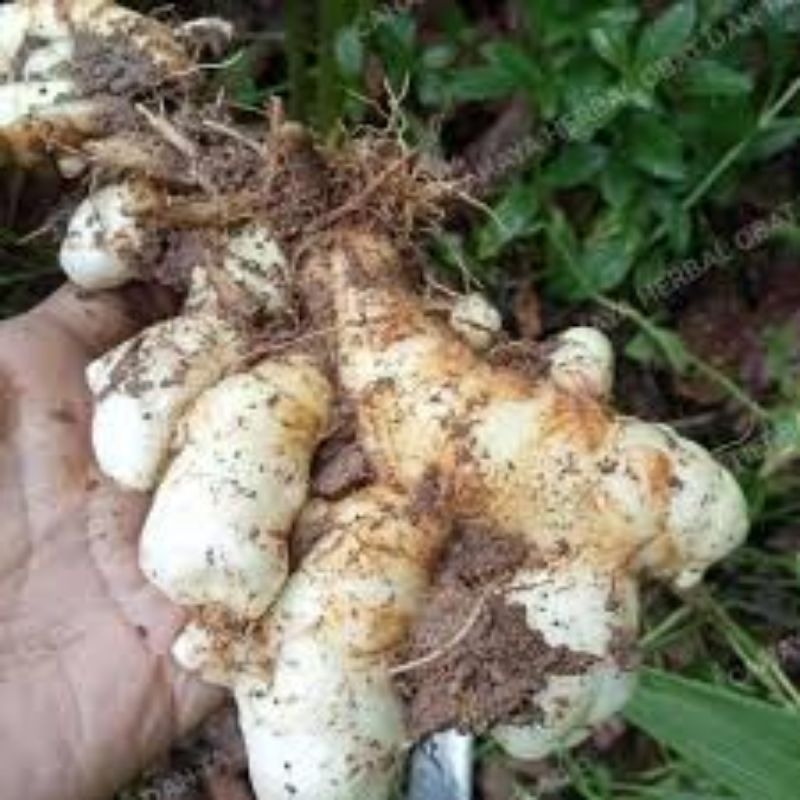 

Kunyit Putih Segar 1Kg Obat Herbal Temu Putih