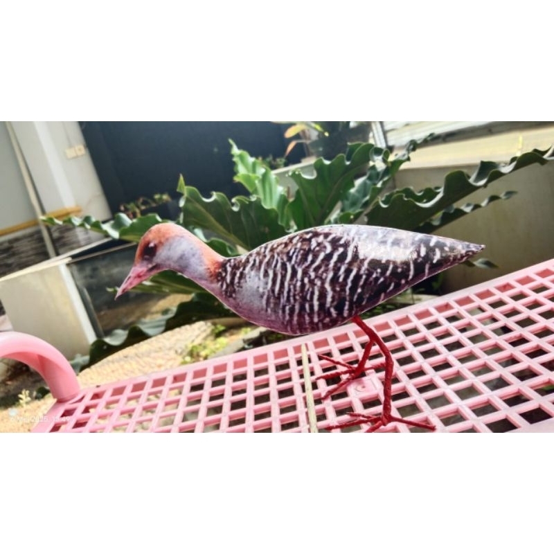 jontrot sintar burung sawah anti zonk sangt mirip